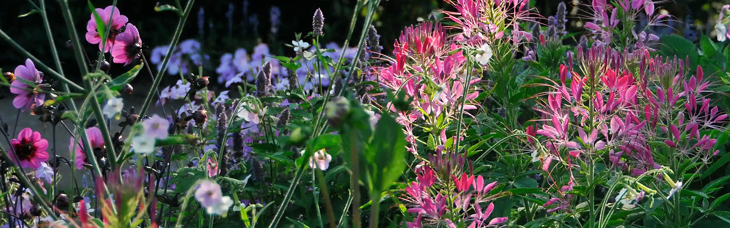 Ein Beet mit leuchtend blühenden Pflanzen